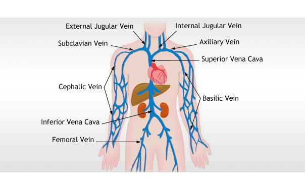 Illustration Venen